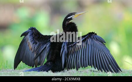 Adult Australasian Darter (Anhinga novaehollandiae) at Cairns Botanic Gardens, Mackay, Australia. With wings spread out for drying its feathers. Stock Photo