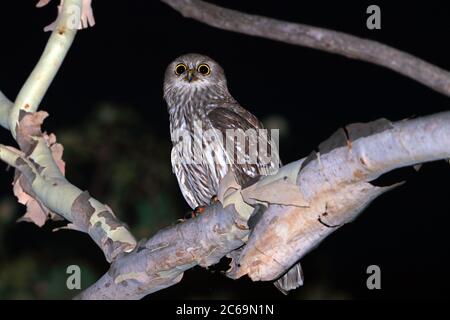 Male Barking Owl (Ninox connivens) at Townsville in Australia. Stock Photo