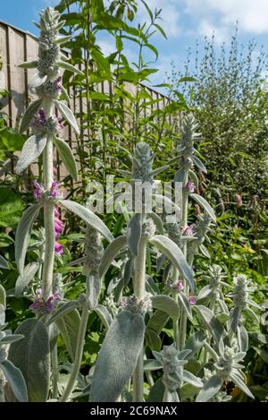 Close up of Lambs ear 'Silver Carpet' flowers (Stachys byzantina) in the garden in summer England UK United Kingdom GB Great Britain Stock Photo