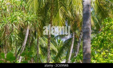 Tropical tree trunk as forest exotic nature background. Sunny hot weather. Tropical nature landscape, panoramic wide angle crop Stock Photo