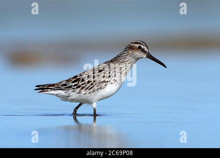 Adult Broad-billed Sandpiper (Calidris falcinellus) standing in shallow water in Hyeres in France. Stock Photo