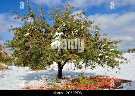 An apple green tree with a lot of apples in snow on bright sunny day, Turkey Stock Photo