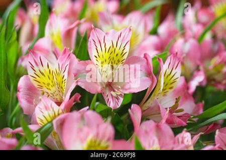 Alstroemeria 'Allana Cerise' flowers. Stock Photo