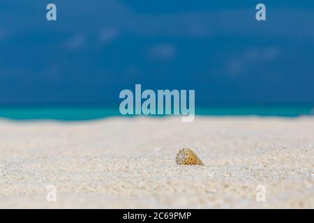 Shell on the beach. Beautiful sand summer beach holiday background, tropical horizon and sea view Stock Photo