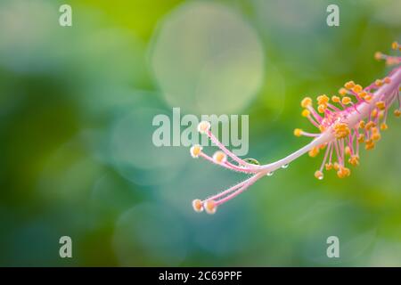 Floral abstract background. Natural flowers wallpaper or greeting card. Macro view, exotic hibiscus flower or tropical garden blurred background Stock Photo