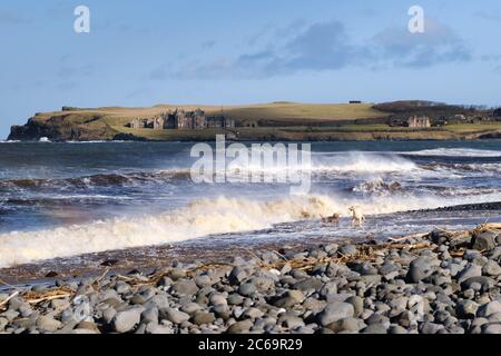 Two dogs playing in the surf along Runkerry Beach near Portballintrae in County Antrim, Northern Ireland with a view towards Runkerry House Stock Photo
