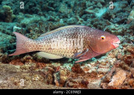 The initial phase of an ember parrotfish, Scarus rubroviolaceus, Hawaii. Stock Photo