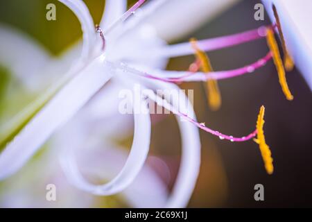 Macro view of tropical flowers leaves. Exotic blooming floral background, blurred garden or jungle background. Tropical nature pattern, closeup view Stock Photo