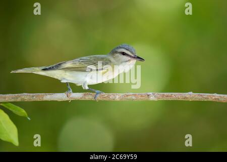 Adult Black-whiskered Vireo, Vireo altiloquus barbatulus) perched on a branch in Monroe Country, Florida, United States. Stock Photo