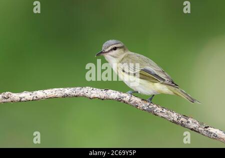 Adult Black-whiskered Vireo, Vireo altiloquus barbatulus) perched on a branch in Monroe Country, Florida, United States. Stock Photo