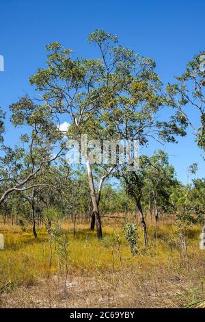 Australian bush in Litchfield National Park, Northern Territory, Australia.