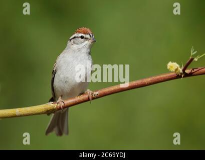 Adult Chipping Sparrow (Spizella passerina) in breeding plumage in Riverside County, California, USA, during spring. Perched on a horizontal twig. Stock Photo