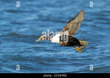 1st winter Dresser's Eider (Somateria mollissima dresseri) at sea off Ocean County, New Jersey, USA. Just taking off from the sea surface. Stock Photo
