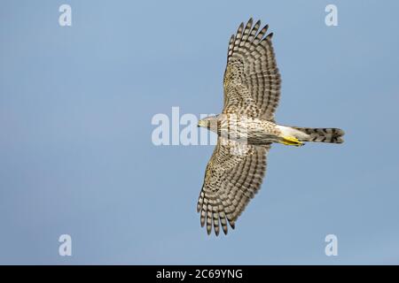 Immature Cooper's Hawk (Accipiter cooperii) in flight over Chambers County, Texas, USA. Seen from the side, flying against a blue sky as background. Stock Photo