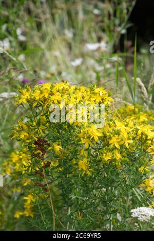 Hypericum perforatum. Perforate St John's wort in a wildflower meadow. Stock Photo
