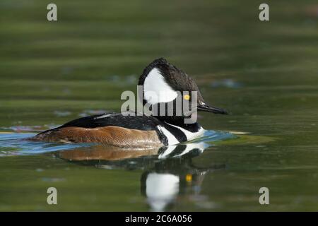 Adult male Hooded Merganser (Lophodytes cucullatus) swimming in a green colored lake in Los Angeles County, California, USA, during winter. Stock Photo