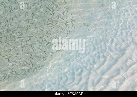 Small fish swimming in sea top view, selective focus Stock Photo