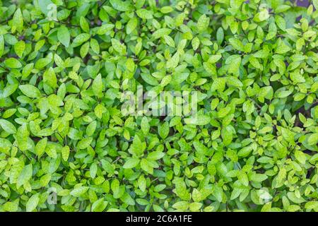 Green leaves, green foliage. Ecology concept Stock Photo