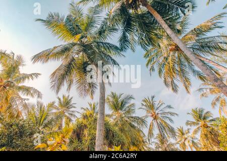 Palm trees under soft blue sky. Tropical jungle pattern, nature view from low point of view. Green nature, tropical foliage, exotic landscape Stock Photo