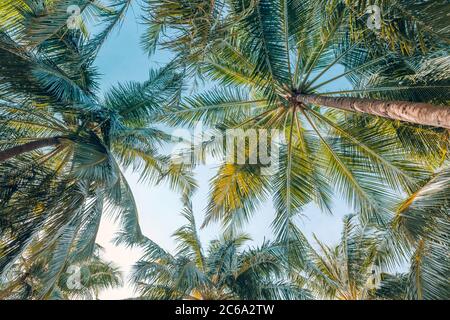Palm trees under soft blue sky. Tropical jungle pattern, nature view from low point of view. Green nature, tropical foliage, exotic landscape Stock Photo