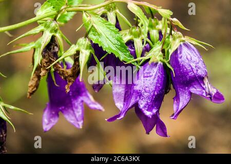 Blue Campanula 'Kent Belle' Stock Photo