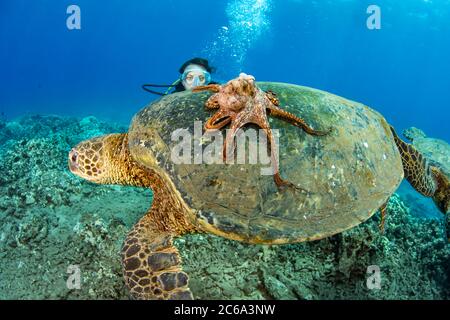 A diver (MR) looks on as a day octopus, Octopus cyanea, hitches a ride on a green sea turtle, Chelonia mydas, Hawaii. Stock Photo