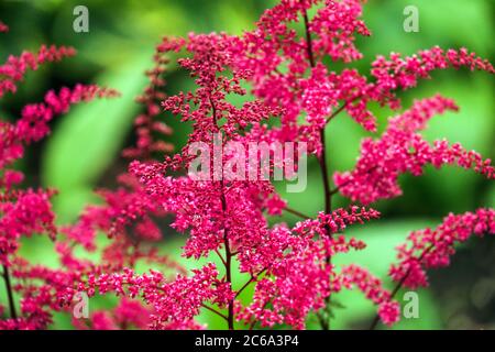 Red Astilbe 'Etna' Stock Photo