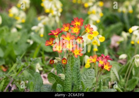 Red Cowslips growing in an English garden. Stock Photo