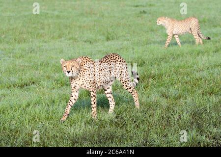 Cheetah (Acinonyx jubatus) walking in grass Stock Photo