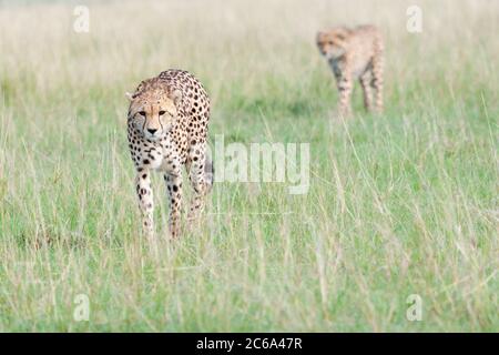 Cheetah (Acinonyx jubatus) walking in grass Stock Photo