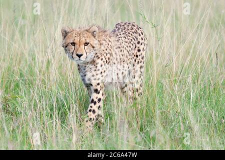 Cheetah (Acinonyx jubatus) walking in grass Stock Photo