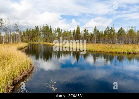 Pine trees in taiga forest around a tranquil lake in northern Finland. Stock Photo
