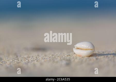 Sea shell on beach over seascape background. Peaceful beach closeup scenery Stock Photo