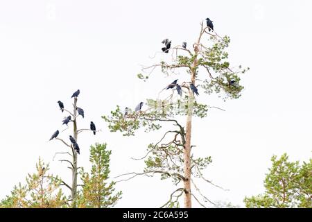 Common Ravens (Corvus corax) and White-tailed Eagle (Haliaeetus albicilla) perched in a tall tree in taiga forest of Finland. Stock Photo
