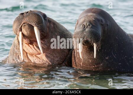 Two Walrus (Odobenus rosmarus), portrait with large tusks in Svalbard, arctic Norway. Like two old man in bath. Stock Photo