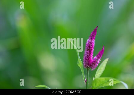 Exotic purple flower macro on blurred green tropical garden Stock Photo