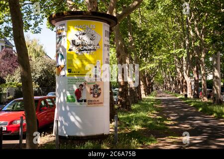 advertising pillar on the plane-lined parkway on the street Bayenthalguertel in the district Bayenthal, Cologne, Germany.  Litfasssaeule an der Platan Stock Photo