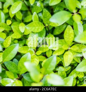 Green leaf closeup in garden. Freshness, ecology background, lush and foliage. Green nature background. Perfect nature pattern Stock Photo