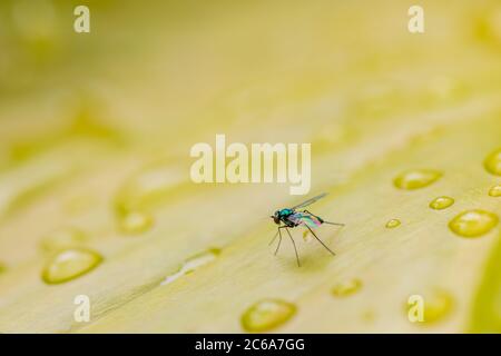 Exotic tropical fruit fly on green leaf with rain drops Stock Photo