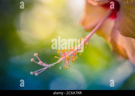 Close-up of beautiful Hibiscus flower with blurred nature background. Magical dream floral nature macro, rain drops on petals with sunny view. Stock Photo