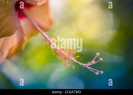 Close-up of beautiful Hibiscus flower with blurred nature background. Magical dream floral nature macro, rain drops on petals with sunny view. Stock Photo