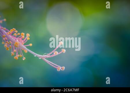 Close-up of beautiful Hibiscus flower with blurred nature background. Magical dream floral nature macro, rain drops on petals with sunny view. Stock Photo