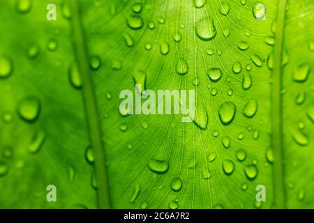Beautiful green leaf with drops of water Stock Photo