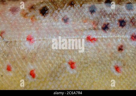 Colourful spots on brown trout Stock Photo