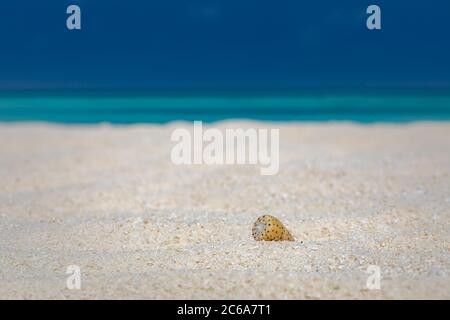 Shell on the beach. Sea shell on beach over seascape background Stock Photo