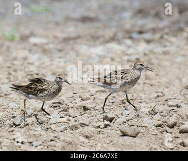 Two Sharp-tailed Sandpipers (Calidris acuminata) running on a beach in New Britain. Stock Photo
