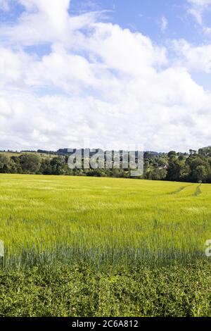 Looking across a field of barley to the Cotswold village of Guiting Power,  Gloucestershire UK Stock Photo
