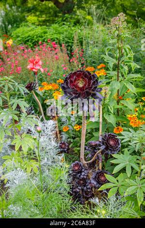 Aeonium arboreum 'Zwartkopf' (Black Rose), Tree Aeonium, a tall succulent with branched stems and black rosette leaves growing in a border in summer Stock Photo