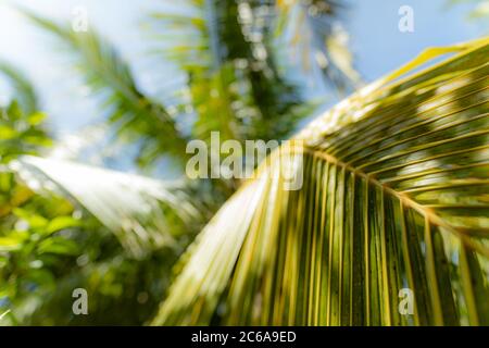 Exotic green nature pattern, tropical jungle palm foliage, dark green toned, abstract sunlight Stock Photo
