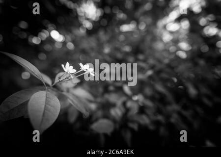 Soft frangipani flower (scientific name Plumeria) on a tree branch on a natural background. Concept for greeting card or flower shop web banner design Stock Photo